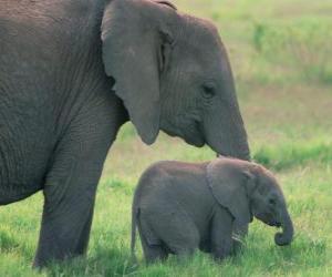 Puzzle Οικογένεια των ελεφάντων
